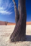 Dead Vlei