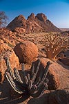 Euphorbia